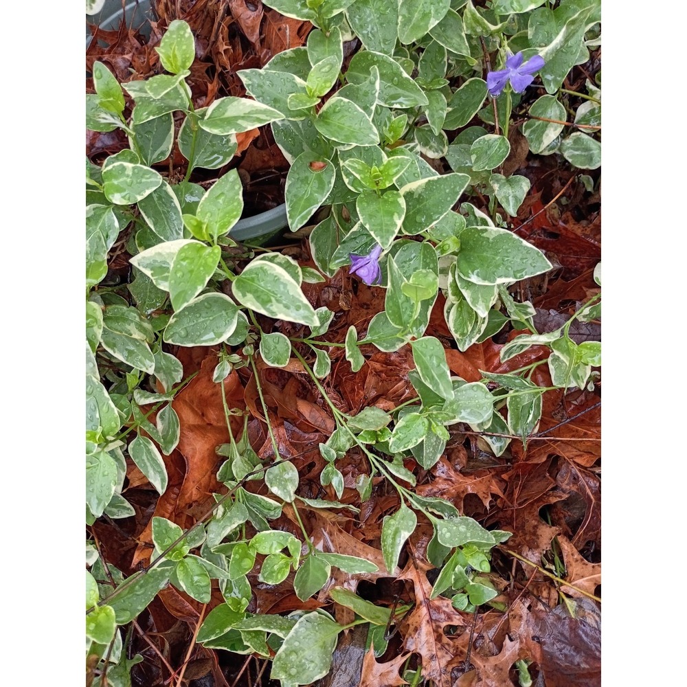 Variegated Vinca Lavender Periwinkle 4pk  Flower Groundcover  Vines Rooted